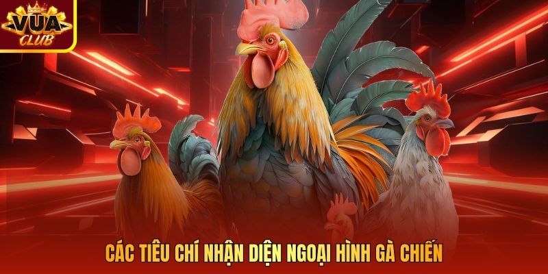 Các tiêu chí nhận diện ngoại hình gà chiến