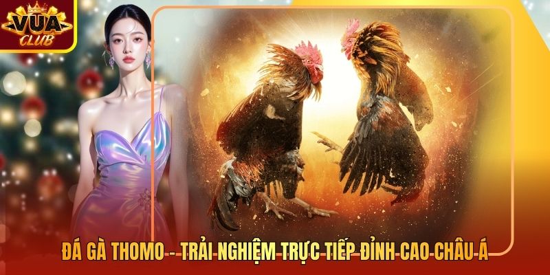 Đá Gà Thomo - Trải Nghiệm Trực Tiếp Đỉnh Cao Châu Á