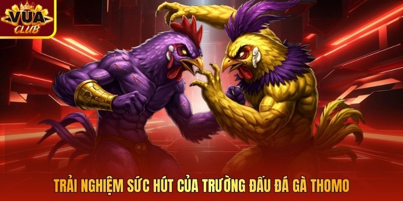 Trải nghiệm sức hút của trường đấu đá gà Thomo